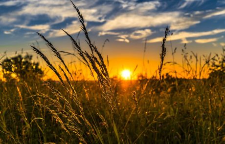 Un plan Marshall de l’agriculture pour sortir des pesticides ?