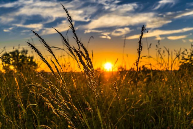 Un plan Marshall de l’agriculture pour sortir des pesticides ?