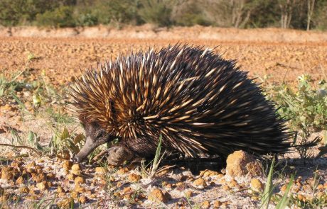 Australie : des espèces menacées dans l’indifférence générale