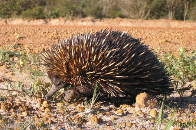 Australie : des espèces menacées dans l’indifférence générale