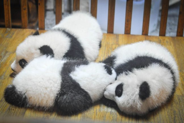 La Chine célèbre la naissance de deux jumeaux pandas