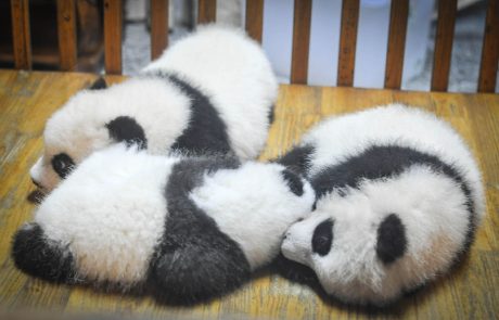 La Chine célèbre la naissance de deux jumeaux pandas