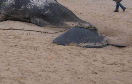 Un cachalot retrouvé mort avec 6 kilos de plastique dans l’estomac