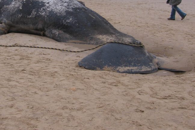 Un cachalot retrouvé mort avec 6 kilos de plastique dans l’estomac