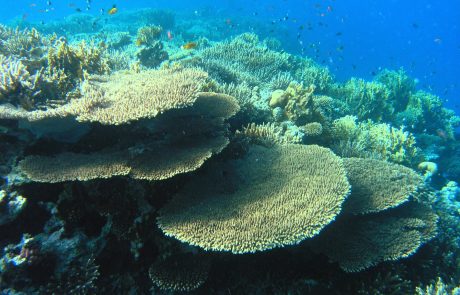 Une étude annonce une « hécatombe de coraux » dans la Grande Barrière