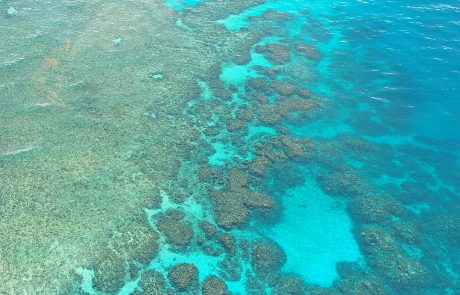 Guadeloupe : le gouvernement freine les actions de protection des coraux