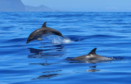 Les États-Unis face à une hécatombe de dauphins et de phoques