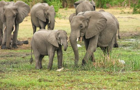Sri Lanka : sept éléphants retrouvés morts près d’un village