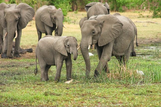 Sri Lanka : sept éléphants retrouvés morts près d’un village
