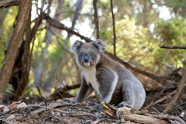 Australie : deux koalas survivent à l’incendie qui ravage la Nouvelle-Galles du Sud