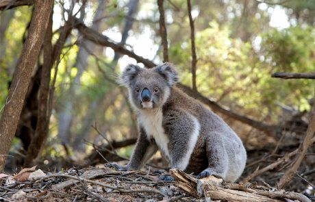 Australie : deux koalas survivent à l’incendie qui ravage la Nouvelle-Galles du Sud