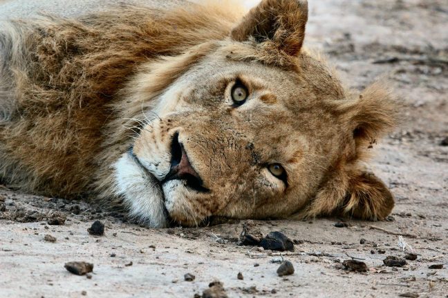 Soudan : un appel international au don pour sauver les lions du parc d’Al-Qureshi