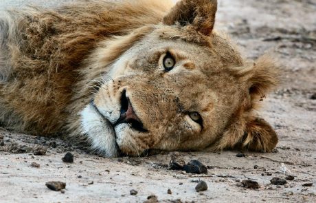 Soudan : un appel international au don pour sauver les lions du parc d’Al-Qureshi