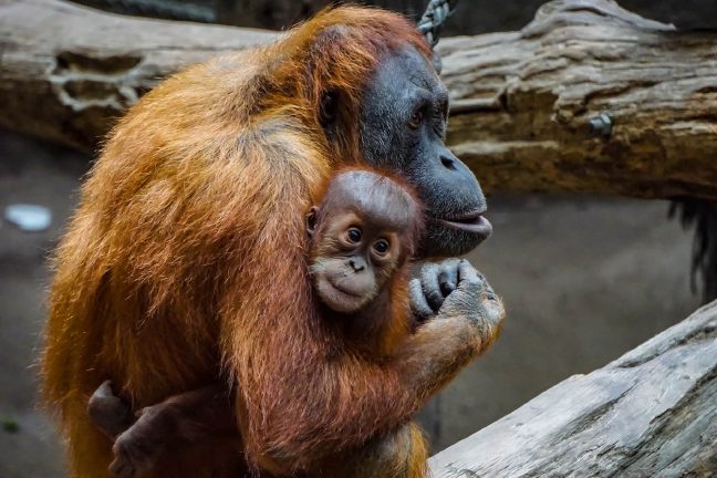 Naissance d’un petit orang-outan au Jardin des Plantes de Paris