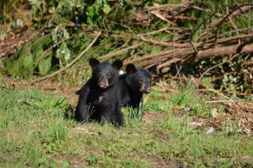 Un ourson séparé de sa mère retrouvé par l’ONCFS en Ariège