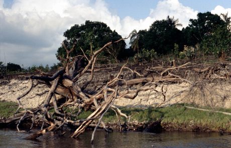Une étude estime que la forêt amazonienne aura disparu dans 50 ans