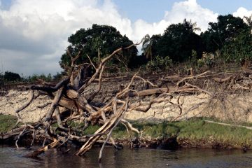 Une étude estime que la forêt amazonienne aura disparu dans 50 ans