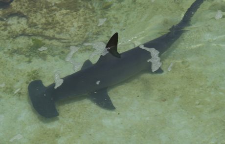 L’Équateur annonce la découverte d’un refuge naturel pour requin-marteau