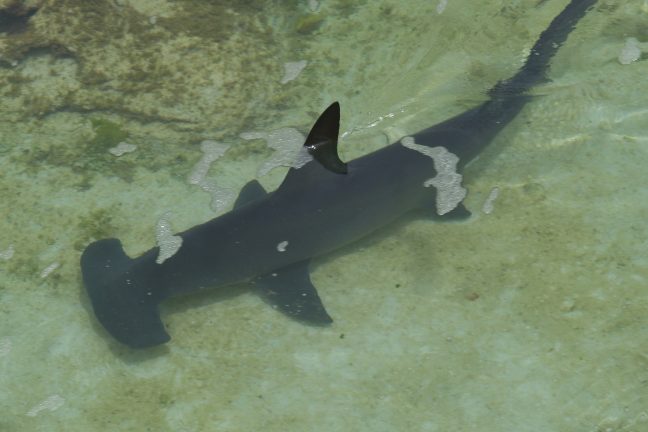 L’Équateur annonce la découverte d’un refuge naturel pour requin-marteau