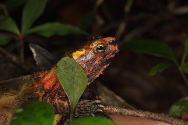 Japon : des tortues « en danger » probablement volées d’un zoo d’Okinawa