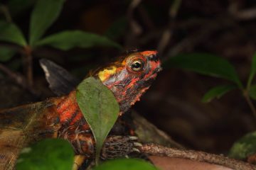 Japon : des tortues “en danger” probablement volées d’un zoo d’Okinawa