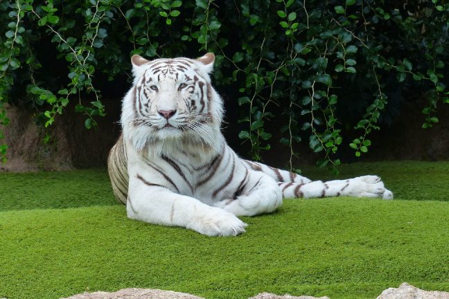 Tunisie : quatre bébés tigres blancs saisis à la douane de Ras Jedir