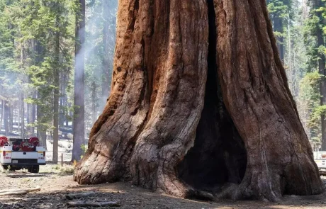 Les séquoias géants pourraient tirer bénéfice de l’incendie dans le Yosemite en Californie