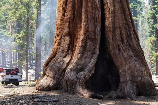 Les séquoias géants pourraient tirer bénéfice de l’incendie dans le Yosemite en Californie
