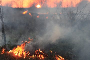 Bolivie : les animaux, premières victimes des incendies de la forêt amazonienne