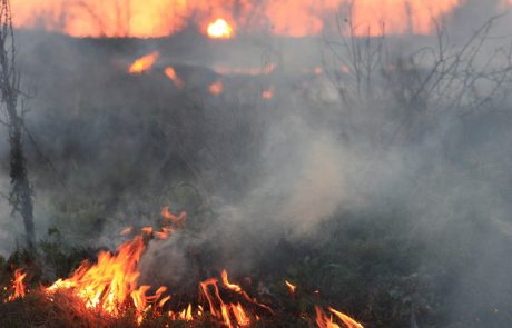 Bolivie : les animaux, premières victimes des incendies de la forêt amazonienne