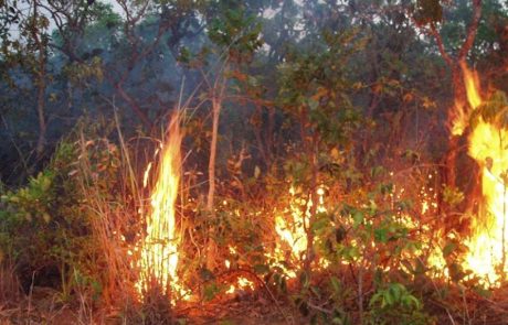 Les incendies dans la forêt amazonienne du Brésil ont augmenté en juillet