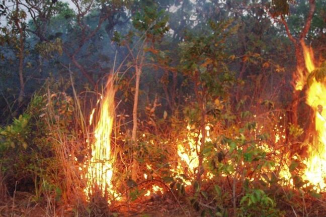 Les incendies dans la forêt amazonienne du Brésil ont augmenté en juillet