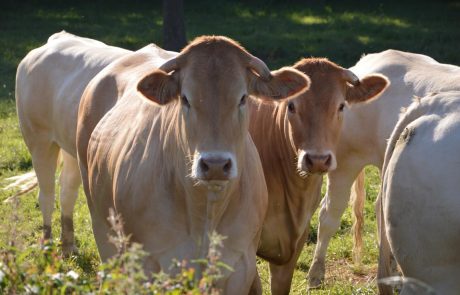 Une étude révèle que 20 fermes de viande et de produits laitiers produisent plus de gaz à effet de serre que l’Allemagne, la Grande-Bretagne ou la France