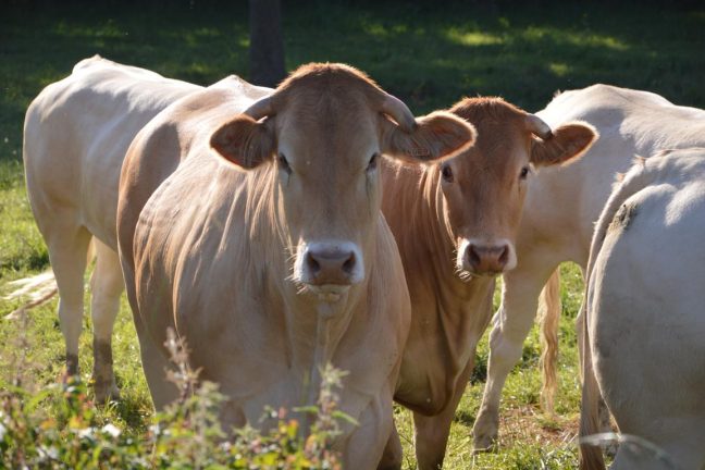 Une étude révèle que 20 fermes de viande et de produits laitiers produisent plus de gaz à effet de serre que l’Allemagne, la Grande-Bretagne ou la France