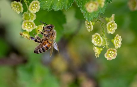 Interdiction de néonicotinoïdes: un petit pas pour l’homme, un grand pas pour les abeilles