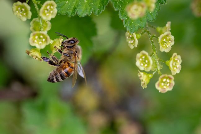 Interdiction de néonicotinoïdes: un petit pas pour l’homme, un grand pas pour les abeilles
