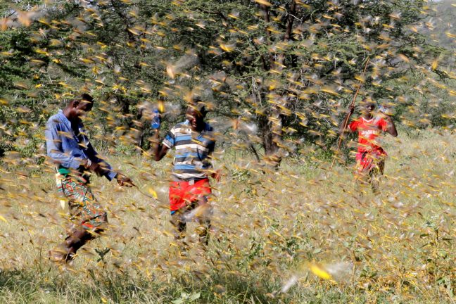 Une invasion de criquets menace la sécurité alimentaire dans la sous-région d’Afrique de l’Est