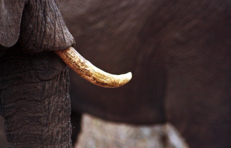 Le commerce de l’ivoire interdit en Chine dès cette année