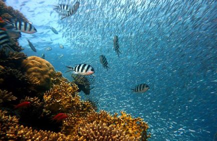 Protéger les milieux aquatiques, une urgence vitale pour notre avenir commun