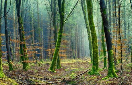 Faire connaître le rôle essentiel de la forêt et du bois dans la décarbonation : la mission de « Nos forêts envoient du bois »