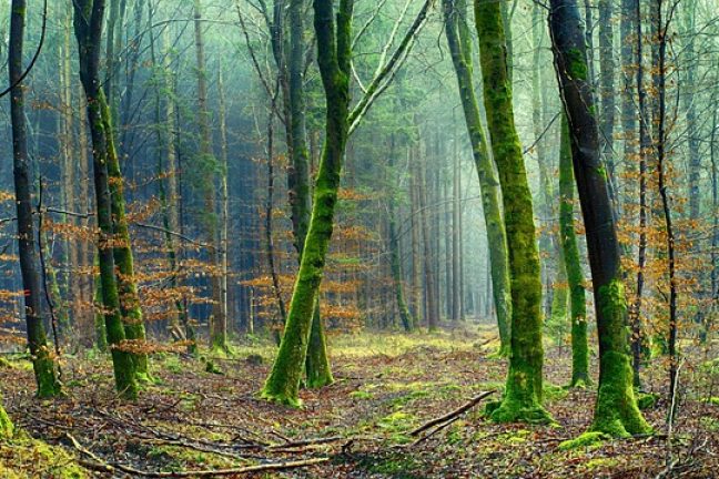 Faire connaître le rôle essentiel de la forêt et du bois dans la décarbonation : la mission de « Nos forêts envoient du bois »