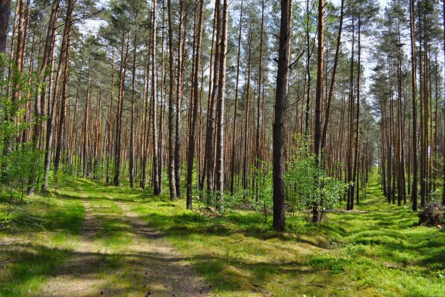 Union européenne : comment mieux protéger les forêts du risque incendie ?