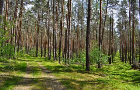 Union européenne : comment mieux protéger les forêts du risque incendie ?