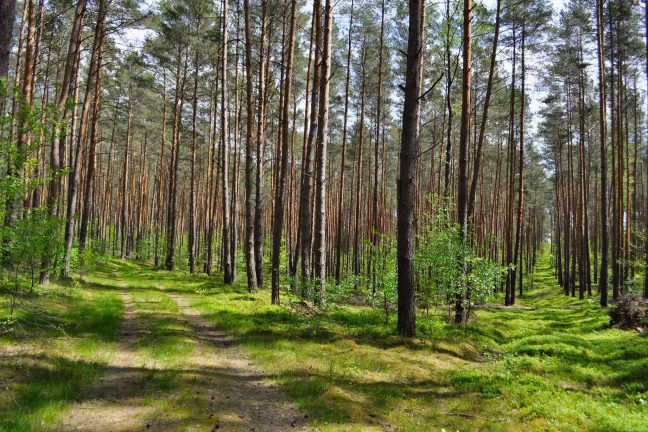 Union européenne : comment mieux protéger les forêts du risque incendie ?