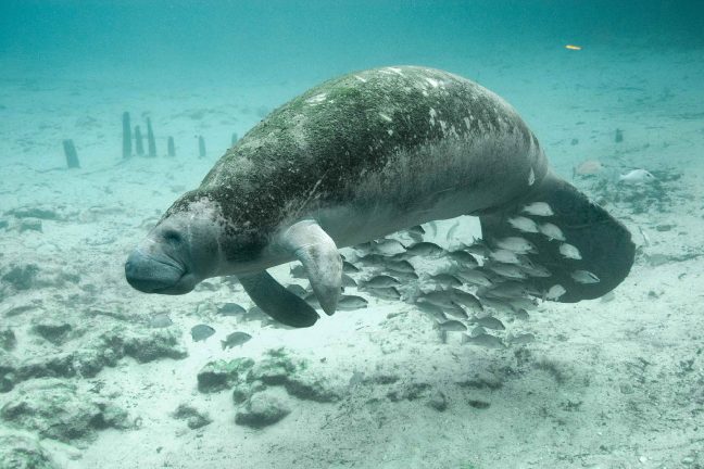 Réintroduction du lamantin : la Guadeloupe persiste