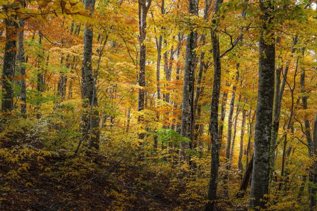 Forêt : La récolte de bois est-elle compatible avec la biodiversité en forêt ?