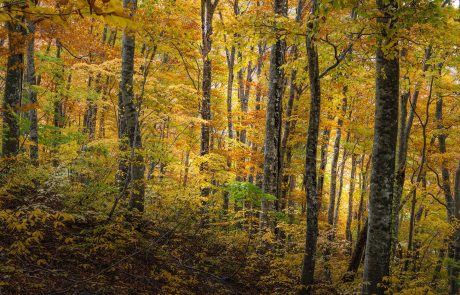 Forêt : La récolte de bois est-elle compatible avec la biodiversité en forêt ?