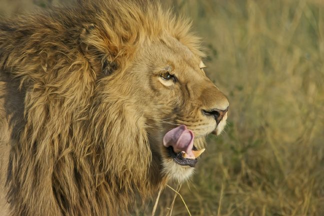 Un braconnier présumé dévoré par les lions alors qu’il chassait un rhinocéros