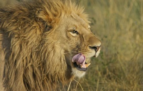 Un braconnier présumé dévoré par les lions alors qu’il chassait un rhinocéros