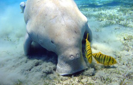 Près de 10% de la vie marine menacée d’extinction